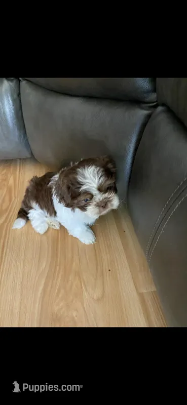 Gizmo – Shih Tzu puppy for sale in Pickens, SC