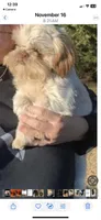 Gizmo, a male Shih Tzu for sale in Pickens, SC – 4 of 5