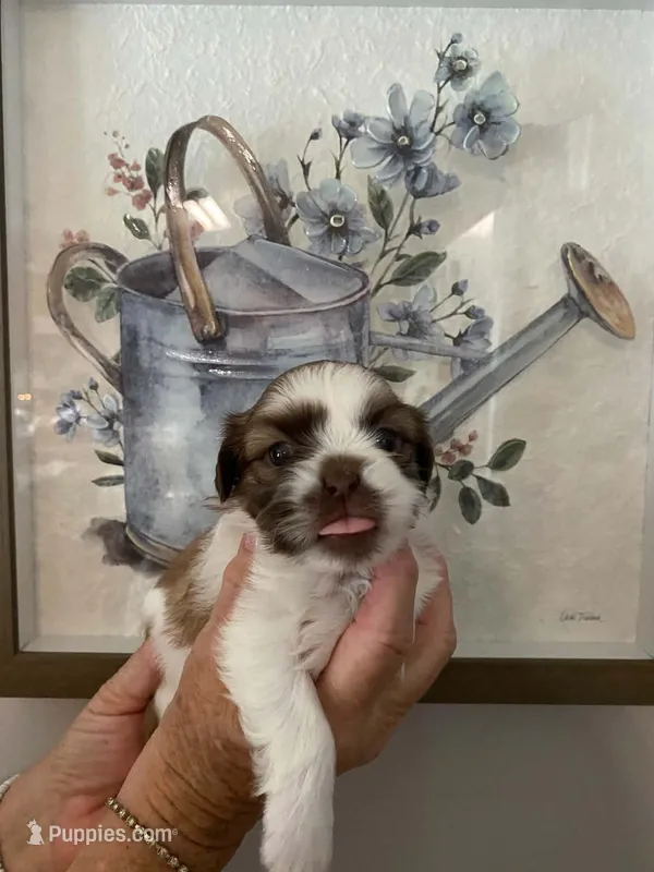 Libby – Shih Tzu puppy for sale in Pickens, SC