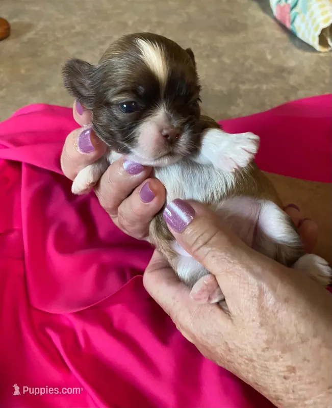 Paris – Shih Tzu puppy for sale in Pickens, SC