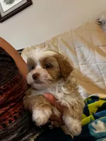 Milo, a male Shihpoo for sale in Pickens, SC – 2 of 2