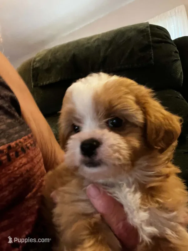 Marcus – Shihpoo puppy for sale in Pickens, SC