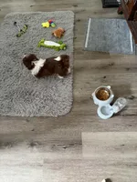 Gizmo, a male Shih Tzu for sale in Pickens, SC – 4 of 6