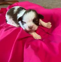 Libby, a female Shih Tzu for sale in Pickens, SC – 1 of 1