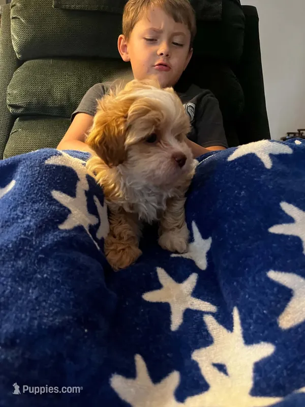 Matilda – Shihpoo puppy for sale in Pickens, SC