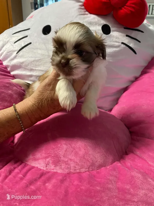 Lillie – Shih Tzu puppy for sale in Pickens, SC