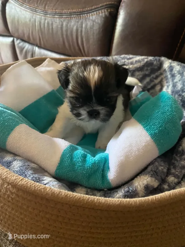 Duke – Shih Tzu puppy for sale in Pickens, SC