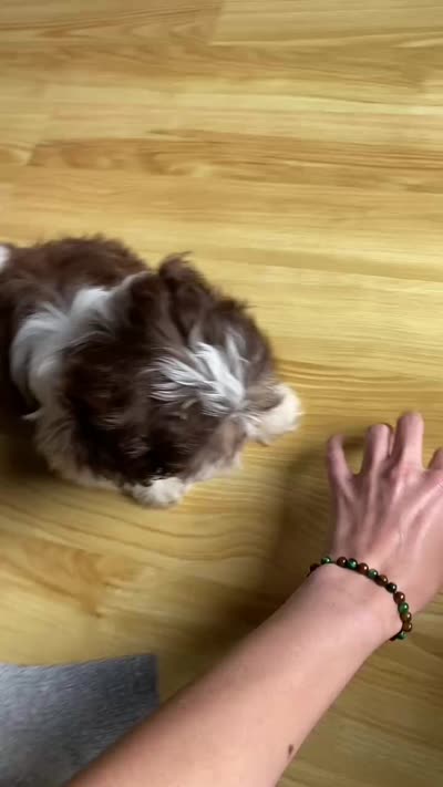 Gizmo, a male Shih Tzu for sale in Pickens, SC – 5 of 5