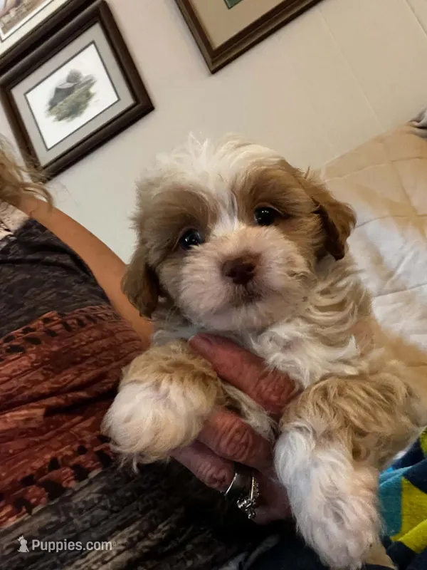 Milo – Shihpoo puppy for sale in Pickens, SC