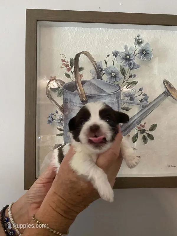 Wren – Shih Tzu puppy for sale in Pickens, SC