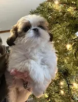 Thomas-hold, a female Shih Tzu for sale in Pickens, SC – Photo 4 of 6