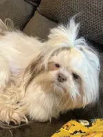 Thomas-hold, a female Shih Tzu for sale in Pickens, SC – Photo 5 of 6