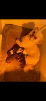 Paris, a female Shih Tzu for sale in Pickens, SC – 3 of 4