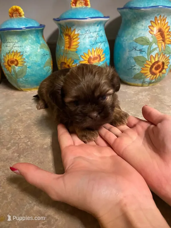 Silo – Shih Tzu puppy for sale in Pickens, SC