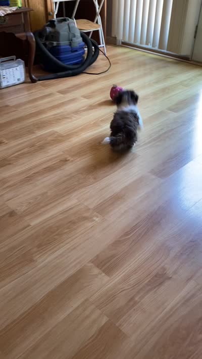 Pebbles, a female Shih Tzu for sale in Pickens, SC – 4 of 4