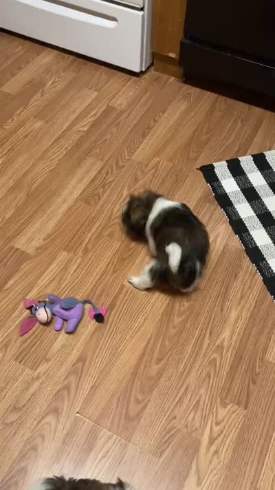 Duke, a male Shih Tzu for sale in Pickens, SC – 4 of 4