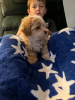 Matilda, a female Shihpoo for sale in Pickens, SC – 2 of 4