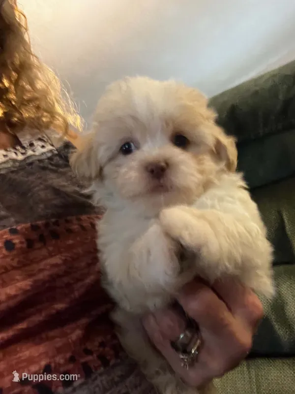 Maxwell – Shihpoo puppy for sale in Pickens, SC