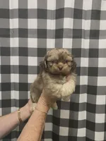 Asher, a male Shih Tzu for sale in Pickens, SC – Photo 2 of 2