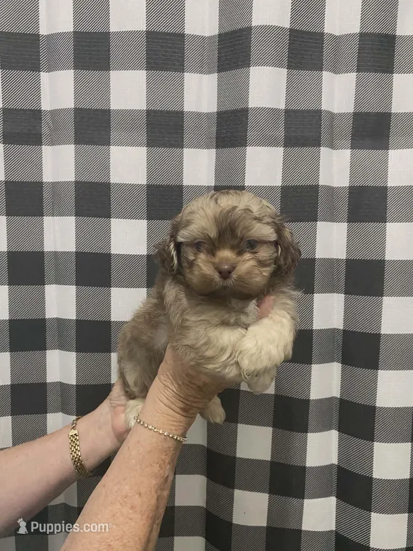 Asher – Shih Tzu puppy for sale in Pickens, SC