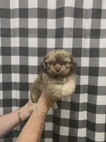 Asher, a male Shih Tzu for sale in Pickens, SC – Photo 1 of 2