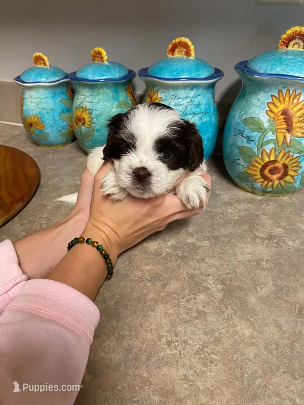 Wren – Shih Tzu puppy for sale in Pickens, SC