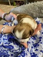 Rusty, a male Shih Tzu for sale in Pickens, SC – Photo 2 of 5