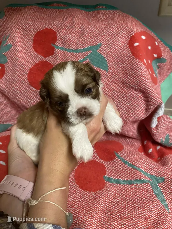 Rusty – Shih Tzu puppy for sale in Pickens, SC