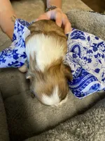 Rusty, a male Shih Tzu for sale in Pickens, SC – Photo 3 of 5