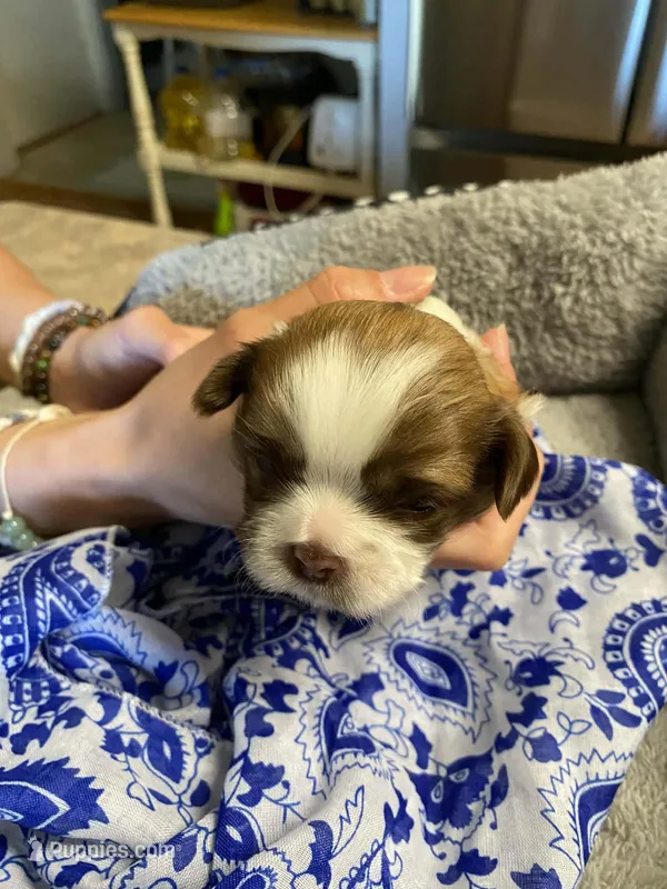 Rusty – Shih Tzu puppy for sale in Pickens, SC