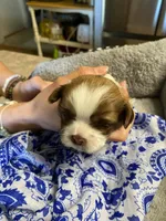 Rusty, a male Shih Tzu for sale in Pickens, SC – Photo 1 of 5