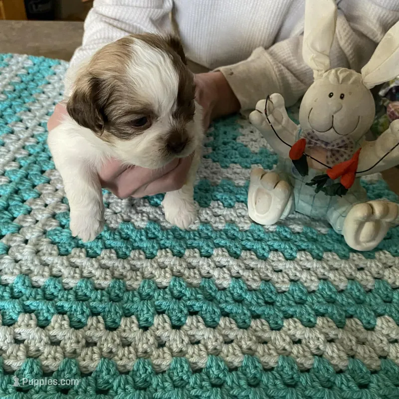 Bo – Shih Tzu puppy for sale in Pickens, SC