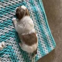 Bo, a male Shih Tzu for sale in Pickens, SC – Photo 2 of 4