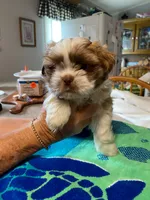 Rusty, a male Shih Tzu for sale in Pickens, SC – 1 of 4