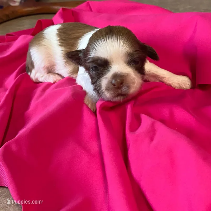 Lillie – Shih Tzu puppy for sale in Pickens, SC