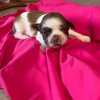 Lillie, a female Shih Tzu for sale in Pickens, SC – 1 of 1