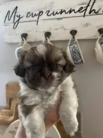 Chipper, a male Shih Tzu for sale in Pickens, SC – Photo 1 of 2