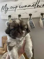 Chipper, a male Shih Tzu for sale in Pickens, SC – Photo 2 of 2