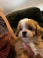 Marcus, a male Shihpoo for sale in Pickens, SC – 3 of 5