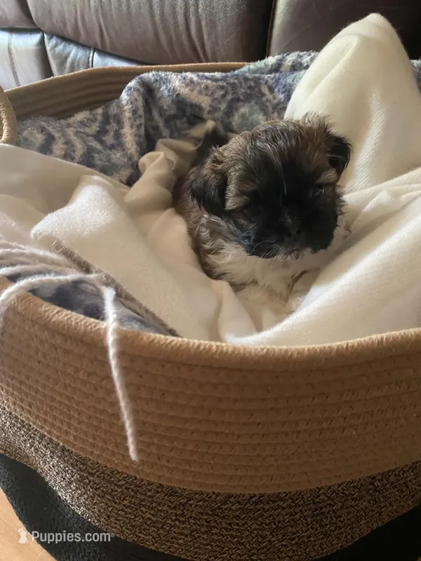 Lola – Shih Tzu puppy for sale in Pickens, SC