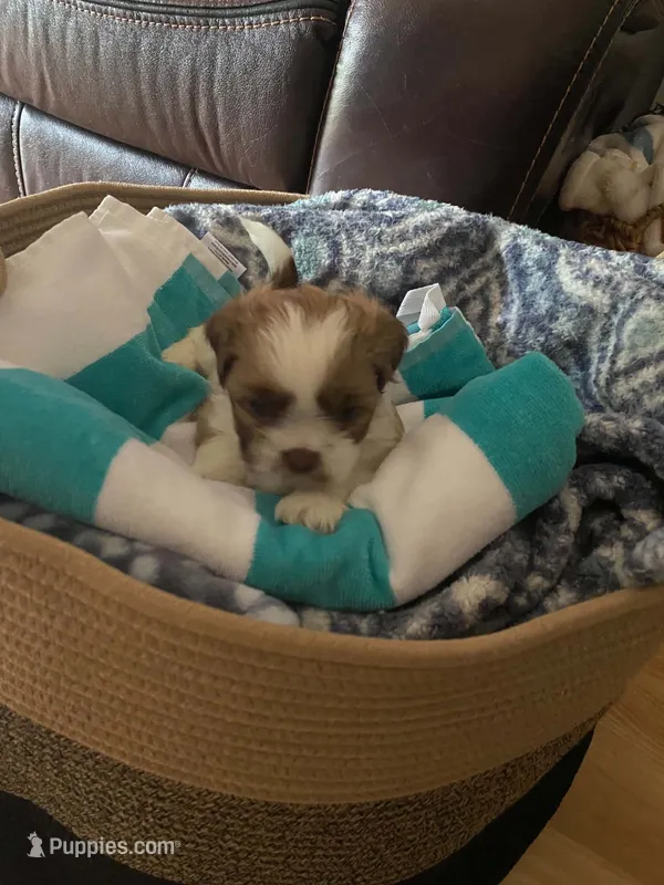 Rusty – Shih Tzu puppy for sale in Pickens, SC