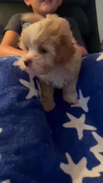 Matilda, a female Shihpoo for sale in Pickens, SC – 4 of 4