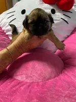 Tally, a female Shih Tzu for sale in Pickens, SC – 2 of 4
