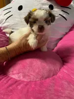 Paris, a female Shih Tzu for sale in Pickens, SC – 1 of 4