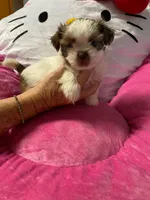 Paris, a female Shih Tzu for sale in Pickens, SC – 2 of 4