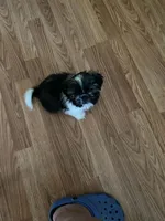 Asher, a male Shih Tzu for sale in Pickens, SC – 2 of 7