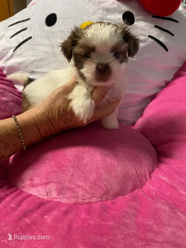 Libby – Shih Tzu puppy for sale in Pickens, SC
