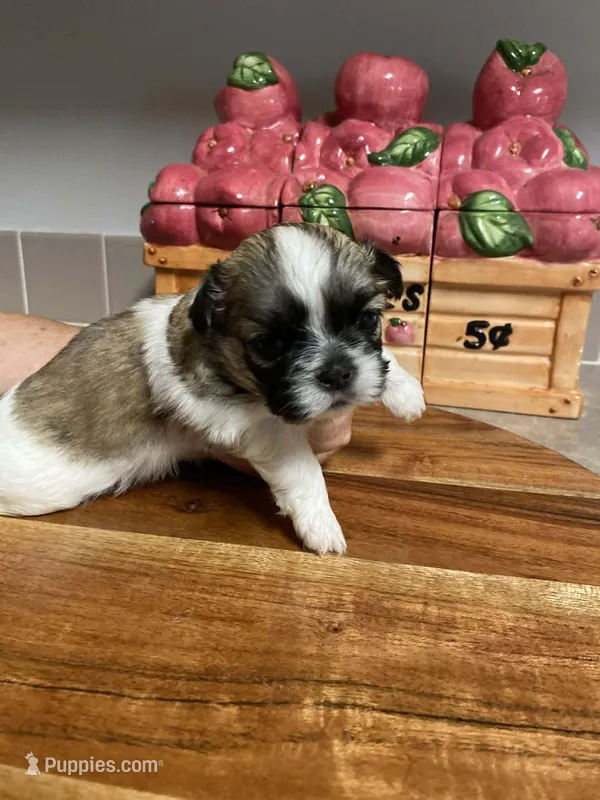 Dixie – Shih Tzu puppy for sale in Pickens, SC