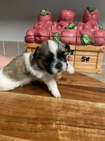 Dixie, a female Shih Tzu for sale in Pickens, SC – Photo 1 of 3