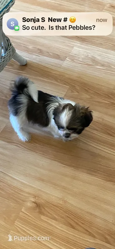 Pebbles – Shih Tzu puppy for sale in Pickens, SC